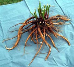 Mature Peony Root